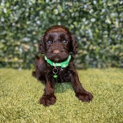 7 x Mini Spoodles (DNA Clear) Free Delivery Sydney//Both/Younger Than Six Months,7 x beautiful first generation Mini Spoodle puppies available to a loving home. Ready to go from the 19th December and we can deliver them to Sydney on this date.- 2 x Chocolate & White females ($2,200)- 1 x Chocolate Females ($2,200)- 1 x Cream & White Female ($1,800)- 2 x Chocolate Males ($2,200)- 1 x Chocolate & Male ($2,200)Puppies come :- With first round of vaccinations & microchipped- Vet check report- 6 weeks free pet insurance- Not desexed- Wormed every 2 weeksThe puppies have been raised indoors and outdoors, and around children and other puppies. These puppies will be low to non shedding. Similar to bordoodle, labradoodle, Aussiedoodle, groodle, cavoodle.The father is a DNA Clear 9kg Chocolate Cocker Spaniel, the mother is a 6kg Choc & White Parti Mini Poodle DNA Tested. We own both parents and I can send photos of parents on request.Once our puppies leave, we:- Would love to see updates!- Offer a rehoming policy- Offer a 18 month health guarantee- Have a Facebook page you can stay in touch or see other puppies we have bred- Offer support and are free to talk at any time throughout your puppies lifeWe are located in Nyngan NSW, can get to Dubbo at any stage. Road transport is usually organised from Dubbo. There will be free transport to Sydney, with a chosen meeting location and time. Happy to arrange other freight at buyers expense, flights from Sydney to another capital city are usually around $300Full members of AAPDB: 16947BIN: B000738270We have a website & Facebook page Country Canine Co. Please look on our Facebook group Country Canine Co. Families for photos of the previous litter as adults.