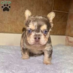 Fancy/French Bulldog									Puppy/Female	/7 Weeks,Fancy is a one of a kind maskless lilac tan Merle visual fluffy Akc registered frenchy puppy! Blue eyes! Listed at pet price contact us for price with full rights! Up to date with all shots and dewormings will come with a one yr genetic health guarantee! Family raised and well socialized! Ground delivery is available right to your door! Contact us today to get your new family member!
