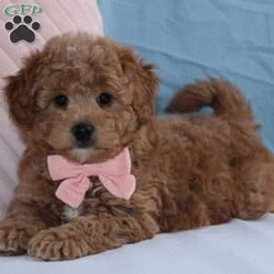 Trista/Mini Goldendoodle									Puppy/Female	/8 Weeks,To contact the breeder about this puppy, click on the “View Breeder Info” tab above.