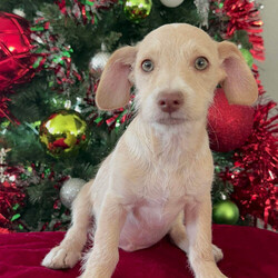 Adopt a dog:Missletoe /Chihuahua/Male/Baby,Hello! My name is Mistletoe and I am a 4 month old chi/poo mix that will be about 12lbs! I am super sweet , friendly and very loving! I love to play with my Buddy Snickers and do zoomies til we are tired and then we snuggle on the couch with our foster mom!!! I am really hoping to be home for Christmas so if you are looking for a cute smart $ funny little boy to add to your family, let’s chat!! Call or text 408-849-1080 for more info and application!

