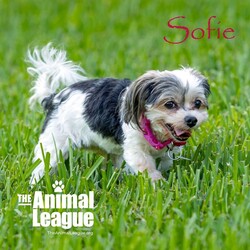 Adopt a dog:Sofie/Morkie/Female/Senior,______
DOB/AGE: 09/30/2010
WEIGHT (GROWN): 7lbs

 **I am a very playful and energetic girl!  I LOVE going for walks!  I love other friendly doggies and cats.  I also LOVE being with my human, we will be best friends! I have lots of life and love to give!**

You will need to complete an application before a Meet & Greet can be scheduled with me. Here is the link: theanimalleague.org/adoption-application/

PLEASE READ THE INFORMATION BELOW THOROUGHLY
_________________________

I am a Super Senior! I qualify for a Senior-To-Senior Discount. Read more about the Senior-To-Senior Program here: https://theanimalleague.org/senior-to-senior-program/
	
NOTE: we CANNOT email information about fees. View our GENERAL fees here (you will need to copy/paste into your browser): https://theanimalleague.org/adoption-fees/ 
	
All of our dogs are spayed or neutered, receive a registered microchip, and are up-to-date on their age-appropriate shots, vaccines, and preventative care. We also test for heartworm when they are old enough. 

APPLICATION: https://theanimalleague.org/adoption-application/ 

Please visit https://theanimalleague.org/faqs/ for the answers to our most commonly asked questions such as, 