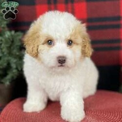 Ashley/Mini Bernedoodle									Puppy/Female	/8 Weeks,Prepare to fall in love!!! My name is Ashley and I’m the sweetest little F1bb mico mini bernedoodle looking for my furever home! One look into my warm, loving eyes and at my silky soft coat and I’ll be sure to have captured your heart already! I’m very happy, playful and very kid friendly and I would love to fill your home with all my puppy love!! I am full of personality, and I give amazing puppy kisses! I stand out above the rest with my beautiful, fluffy apricot and white coat! I will come to you vet checked and up to date on all vaccinations and dewormings . I come with a 1-year guarantee with the option of extending it to a 3-year guarantee and shipping is available! My mother is Christy, an F1b mini bernedoodle weighing 24 lbs. with a heart of gold, and my father is Peanut, a 12# red and white toy poodle with an awesome personality! Both of my parents are very sweet and kid friendly which will make me the same!! I will grow to approx 15-18# and I will be hypoallergenic and nonshedding! !!… Why wait when you know I’m the one for you? Call or text Austin to make me the newest addition to your family and get ready to spend a lifetime of tail wagging fun with me!