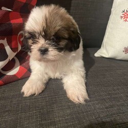 Jennifer/Shih Tzu									Puppy/Female	/6 Weeks,Say hello to little Jennifer a wonderful  girl shitzu  puppy who is also very playful and loves to cuddly  this  is a very adorable puppy 