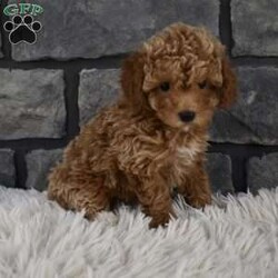 Cuddles/Toy Poodle									Puppy/Female	/8 Weeks,Hi my name is Cuddles I’m a sweet loving toy poodle girl. I offer a one year health guarantee. Up to date on shots and dewormings. I’m looking for a loving indoor home. Shipping options are available anywhere in the US. All Sunday calls will be returned on Mondays. Thanks Jon 