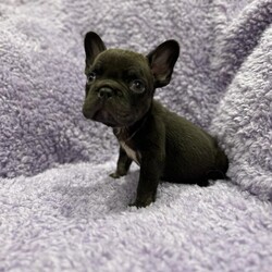French bulldogs puppy’s carrying fluffy/French bulldogs/Mixed Litter/9 weeks,We have 5 available 1x girl 4x boys

The chocolate and tan merl girl carrying fluffy, possibly carrying Isabella and cream £700

The lilic and tan merl boy carrying fluffy, possibly carrying Isabella and cream £700

The two big rope pied boys carrying fluffy, possibly carry Isabella and cream £1000

The big rope chocolate boy carrying fluffy, possibly carrying Isabella and cream
£1000

The dogs are dw kc registered

Vaccinated, up-to-date and flea and wormed

Micro chipped

These pups are 8 weeks old and are ready to leave now viewing and video calls available call txt or message for me info