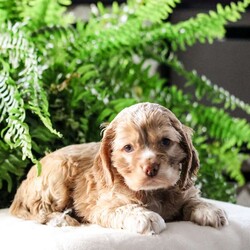 Moose/Cocker Spaniel									Puppy/Male	/6 Weeks,Moose is sweet, cute and cuddly, adorable cocker spaniel puppy with lots of TLC very well socialize he would make an outstanding family, pet and lovable little companion shewould make an awesome Christmas  gift  
