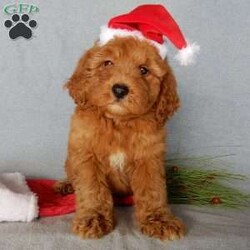 Milo (F1b)/Mini Goldendoodle									Puppy/Male	/10 Weeks,Look what you just found!! The sweetest little f1b mini goldendoodle face you have ever seen…My name is Milo and I would love to come home with you! I am sure with one look into my warm, sweet eyes and I’ll be sure I will have captured your heart already! I am very happy, playful and very kid friendly! I stand out way above the rest with my beautiful red coat!!!  Full of personality and always ready to give amazing puppy kisses and open to adventures!!  I have been vet checked and I am up to date on vaccinations and dewormings and I will also come with a 1-year guarantee with the option of extending it to a 3-year guarantee.  Shipping is available! My mother is our sweet Jody, a 35# mini goldendoodle with a heart of gold and my father is Atlas, our beautiful 16# AKC mini poodle and Atlas is genetically tested clear! Both of the parents are on the premises and available to meet! That makes me an F1b hypoallergenic and non shedding mini goldendoodle and I will grow to approx. 22-24# !… Why wait when you know I am meant to be yours? Call or text Martha to make me the newest addition to your family and get ready to spend a lifetime of tail wagging fun!   (7% sales tax on in home pickups) 