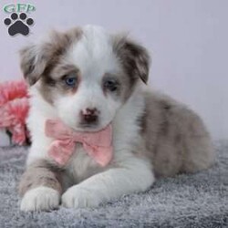 Welsie/Australian Shepherd									Puppy/Female	/8 Weeks,To contact the breeder about this puppy, click on the “View Breeder Info” tab above.