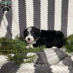 Jasper/Mini Aussiedoodle									Puppy/Male	/5 Weeks,Meet Jasper! As a family of 4 our goal is to raise happy and healthy puppies! Each puppy is well socialized and played with daily by our children! Jasper is up to date on all shots and dewormer! He will come with vet papers and a 1 year health guarantee! He also comes with his own collar leash and blanket! Call or text to reserve Jasper!