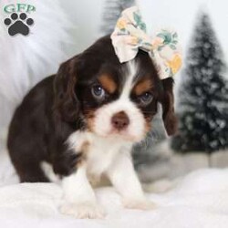 Cocoa/Cavalier King Charles Spaniel									Puppy/Female	/6 Weeks,Meet Cocoa! She is an AKC Cavalier King Charles Spaniel Puppy with a stunning Chocolate, Tan & White coat. She most definitely the Cavalier demeanor: friendly, gentle and affectionate. This breed is a wonderful choice for all lifestyles! She loves playing with her toys and being by the side of her favorite people. This little girl has received lots of attention & care since day one, this shows in her confident and friendly temperament. We want to make her transition to your home go as smooth as possible! 