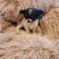 Pedigree chihuahua puppies /Chihuahua (Smooth Coat)/Female/Younger Than Six Months,Caliya chihuahuas currently have some beautiful long coat and smooth coat puppies available.All of my puppies are raised in my home they are well socialised with other chihuahuas and with kids.My puppies come with*Limited pedigree papers (pet only no showing or breeding)*vet health check certificate*microchipped*1st vaccination*wormed every 2 weeks*with a puppy pack inc a bed, food and treats* lifetime support
