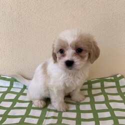Cavoodle x Maltese Shitzu gorgeous litter puppies/Shih Tzu/Both/Younger Than Six Months,We have four gorgeous litter puppies males and female no desex and none shading hairs.Those are 8 weeks old(DOB 10/23).Waiting for kinds of new ownersDad Cavoodle he smart dogs and can learn obedience and training with an attentive family.Mum she is well socialised with dogs and people, so they make fantastic companions and treasured members of the new family .They are have been Vet checked,physical no issues. First vaccinated.Wormed every fortnight when they are 2weeks old.And fleas washed too.Puppies raised in a loving family environment by responsible ‚registered breeders with : Responsible Pet Breeders Australia Associations.Price Boy $1900.Girl $2100All Shots and documents provided from vet.You're welcome to view the parents and puppy so message or phone me ******6292 than we can arrange suitable time for you. REVEAL_DETAILS 