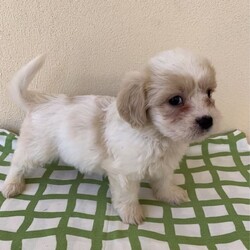 Cavoodle x Maltese Shitzu gorgeous litter puppies/Shih Tzu/Both/Younger Than Six Months,We have four gorgeous litter puppies males and female no desex and none shading hairs.Those are 8 weeks old(DOB 10/23).Waiting for kinds of new ownersDad Cavoodle he smart dogs and can learn obedience and training with an attentive family.Mum she is well socialised with dogs and people, so they make fantastic companions and treasured members of the new family .They are have been Vet checked,physical no issues. First vaccinated.Wormed every fortnight when they are 2weeks old.And fleas washed too.Puppies raised in a loving family environment by responsible ‚registered breeders with : Responsible Pet Breeders Australia Associations.Price Boy $1900.Girl $2100All Shots and documents provided from vet.You're welcome to view the parents and puppy so message or phone me ******6292 than we can arrange suitable time for you. REVEAL_DETAILS 
