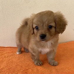 Cavoodle x Maltese Shitzu gorgeous litter puppies/Shih Tzu/Both/Younger Than Six Months,We have four gorgeous litter puppies males and female no desex and none shading hairs.Those are 8 weeks old(DOB 10/23).Waiting for kinds of new ownersDad Cavoodle he smart dogs and can learn obedience and training with an attentive family.Mum she is well socialised with dogs and people, so they make fantastic companions and treasured members of the new family .They are have been Vet checked,physical no issues. First vaccinated.Wormed every fortnight when they are 2weeks old.And fleas washed too.Puppies raised in a loving family environment by responsible ‚registered breeders with : Responsible Pet Breeders Australia Associations.Price Boy $1900.Girl $2100All Shots and documents provided from vet.You're welcome to view the parents and puppy so message or phone me ******6292 than we can arrange suitable time for you. REVEAL_DETAILS 