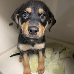 Adopt a dog:Kringle/Rottweiler/Male/Baby,Kringle is about 10 week old at 12.17.23 male rottie mix that came to us from a shelter we work with in SC.  He is an absolute love, great in car, will share his toys and in foster with school aged kids.  If interested in Kringle, please submit an application on our site, www.mountainrottierescue.net!