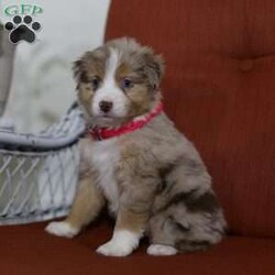 Bella/Miniature Australian Shepherd									Puppy/Female	/6 Weeks,Say hello to this beautiful girl named Bella! She is a AKC registered MINI Aussie pup who is up to date on all her vaccinations and will be vet checked before joining her new family. Bella is well socialized and loves playing with our kiddos. Her 2 blue eyes, her unique color of coat, and her loving personality is sure to have everyone falling in love with her!  Call or text us today to learn more about Bella and how you can adopt her into your family this holiday season!