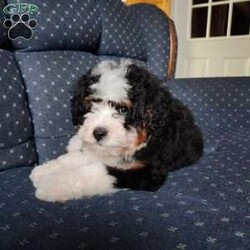 Gold Nugget/Mini Bernedoodle									Puppy/Male	/11 Weeks,A very special breeders edition…absolute showstopper…@ 11 wks this stunner is 6.8 lbs of pure gold…