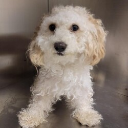 Adopt a dog:Madison/Mixed Breed/Female/Young,Sweet Madison: https://www.youtube.com/shorts/eewvdp2uruM