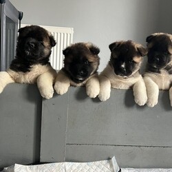 13 wk old Akita pups available for new homes/Akita/Mixed Litter/3 months,Akita pups for sale
1 boys 1 girl available from a litter of 6
Stunning chunky pups. Happy and cheeky
Can be seen with mum
Both parents come from excellent lines and have shown in uk and done well. Pics and proof can be seen for mum. Excellent temperaments and confirmation
Ready to leave now
Kc reg . Microchipped. 5 wks insurance
Puppy starter pack. Contract and a lifetime of advice
Would prefer knowledgeable homes due to the breed.