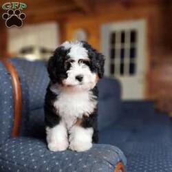 Gold Nugget/Mini Bernedoodle									Puppy/Male	/11 Weeks,A very special breeders edition…absolute showstopper…@ 11 wks this stunner is 6.8 lbs of pure gold…