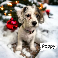 Adopt a dog:Poppy/Wirehaired Dachshund/Female/Baby,12/7/23: It seems to be raining cats and dogs right now, but that's ok because our fosters have lots of goodies for when they are stressed. If you've been looking for some extra sweetness too, just check out some of our Wizard of Oz pups looking for foster to adopt homes. We have one little 8 month female Dorothy, as well as a few 10 week old's like Emerald, Oz and Poppy. These sweet Dachshund mix pups will surly steal your heart if given the chance and all are available for foster to adopt homes.
Our Oz pups came to us from a home with too many dogs to care for so thankfully they wanted to get them in to loving homes. They are likely wirehaired dachshund mixes and will be 15-20# full grown. They have had their first vet visit and vaccines as well as flea and tick and intestinal parasite preventative treatment.  They will need follow-up care at our vet before they can be officially adopted, but they are looking for foster to adopt homes at this time. They are very sweet and outgoing pups with a lot of love to give. We are sure if you meet them they will steal your heart too.
Due to their current age, size and energy levels,  foster to adopt requirements are:
Living within 80 miles of Adams, NY so follow up veterinary visits can  made until they are spay/neutered and ready to be adopted.
Having previous/current pets in annually at a local veterinary office and up to date on vaccines as well as spay/neutered.
Since they are puppies, they should be ok with both cats and dogs in the home.
Due to their current size and disposition,  we are looking for homes with children over 5 years old.
Willing to have current dogs/family members come to a meet and greet to meet the pet and be sure an acceptable match.
Having time available to care for, socialize and start training of a new pet.
Preference will be given to homes with previous dog experience and a fenced yard.
An adoption donation of  $475 is being asked when their adoption is finalized in 4-6 weeks after they are spay/neutered to cover a portion of her veterinary and care fees.
Please help us to continue helping those that knock on our doors!
https://form.jotform.com/Meowchatz/pet-adoption-application-form

Please copy and paste a completed adoption application from our homepage with your inquiry if you would like a response back. We get multiple inquires each day with only an hour of 