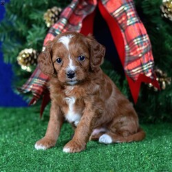 Preston/Cavapoo									Puppy/Male	/6 Weeks,Still looking for a Christmas gift? This little guy is looking for a new home! He will be ready to go soon after Christmas! He is socialized with children and raised in a loving family. He is microchipped, up to date on vaccinations, vet checked, comes with a 30 day health guarantee plus a 2 year genetic health guarantee. No time to shop for accessories for your puppy? Don’t worry! He comes with a 5 pound bag of dog food, collar, leash, toy, and scent towel! Any questions? Please call or email today! Puppies can be held with a down payment.
