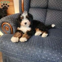 Pretzel/Mini Bernedoodle									Puppy/Female	/11 Weeks,Pretzel is a very special girl that meets all the criteria to be A superstar Breeders Edition… With the sweetest most amazing therapy personality… 100% clear of all genetic diseases… And showcasing deep rich non fading copper points… We are showcasing her to show the quality that we represent… If the right person approaches us, we are not closed to the idea to giving her a new home… But the circumstances have to be right… This girl is very special to us and will probably be a future mama… We will be very selective on what type of home that she gets…