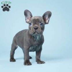 Kory/French Bulldog									Puppy/Male	/13 Weeks,Meet Kory, the charming and endearing AKC registered French Bulldog. Kory has been lovingly raised within a warm and nurturing family environment, making him exceptionally well-socialized and ready to become a beloved member of your family. This adorable puppy has received meticulous care and attention, ensuring he is up to date on all vaccinations and deworming treatments to ensure his health and well-being. With his irresistible charm and playful spirit, Kory is eagerly seeking his forever home where he can bring joy, laughter, and endless cuddles to your life. Don’t miss the opportunity to make Kory a part of your family today!