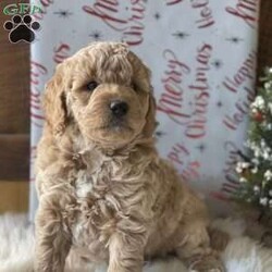 Mia/Mini Goldendoodle									Puppy/Female	/7 Weeks,Meet Mia , she is the most beautiful and healthy F1b mini Goldendoodle , she is being well socialized with and can’t wait to find her forever family 