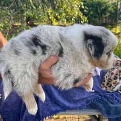 Australian Shepherd Puppies Pure Bred ANKC Merles/Australian Shepherd Dog/Both/Younger Than Six Months,Australian Shepherd Puppies“The Stellar Finale” Born 25/10/2023Will be 8 Weeks OLD on the 20/12/2023ANKC Dogswest RegistrarSire (Father) - Sanpasho Run Away Einstein (Mr Orange) – Red Tri Male NBT - Clear all DNA and Hips 7 Elbows .Dam (Mother) – Zenderland Honolulu – Bi Blue Merle(Black and White) with some Blue in eye colour. Hip and Elbow score excellent perfect 0 .DNA pending – Her Sire is Clear DNA and Dam has one copy of the MDR1 Gene.1)	Zenderland Pegasus – Male Bi Blue Merle Full Tail2)	Zenderland Orion – Blue Merle Male Full Tail3)	Zenderland Crux – Bi Blue Merle Male NBT (Curly) smallest in the litter.4)	Zenderland Hercules – Red Merle Male Full Tail5)	Zenderland Delphinus – Red Merle Female Full Tail6)	Zenderland Leo- Red Merle Male Full Tail7)	Zenderland Sagittarius -Red Tri NBT Male Extra-long like full Tail. Big and Boofy and the friendliest.We strive to breed excellent temperaments,Great bone, substance,Wonderful movement and stunning heads.From fully tested parents.Margaret River AREAWestern AustraliaPuppies are well socialized, raised in our home on our farm with kids, livestock, Miniature horses, Goats, and other dogs. They are wormed, microchipped, vaccinated, puppy pack,All Companion pet pups will be on the Limited Register. Dog West WA(which means not for breeding or showing)But can compete in all other disciplines obedience, herding etcFor Details, please Email me at Zend******@******com REVEAL_DETAILS 