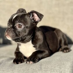 Boston Terrier x French Bulldog Puppy For Sale Sydney/Boston Terrier//Older Than Six Months,Frenchton - French Bulldog x Boston Terrier - Petite Pocket Frenchie - Toy Bulldog - Boschie PuppyDNA tested for over 100 different traits and diseases - negative for every testable disease possible, via the Orivet panel.- DNA Tested, Physical Veterinary Examination and Assessment, Heart & Patella Checks & Clearances -This bloodline has been within our family for over 20 years, with a number of generations from this lineage still within our immediate family.Included is:MicrochipVaccinationWormingFlea TreatmentDesexingHealth ChecksHealth GuaranteeA puppy pack/starter kit is also provided for you to take home.These puppies are available to loving pet homes only.Pricing varies depending the puppy.Ask us for specific details/pricing.