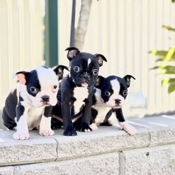 Boston Terrier x French Bulldog Puppy For Sale Sydney/Boston Terrier//Older Than Six Months,Frenchton - French Bulldog x Boston Terrier - Petite Pocket Frenchie - Toy Bulldog - Boschie PuppyDNA tested for over 100 different traits and diseases - negative for every testable disease possible, via the Orivet panel.- DNA Tested, Physical Veterinary Examination and Assessment, Heart & Patella Checks & Clearances -This bloodline has been within our family for over 20 years, with a number of generations from this lineage still within our immediate family.Included is:MicrochipVaccinationWormingFlea TreatmentDesexingHealth ChecksHealth GuaranteeA puppy pack/starter kit is also provided for you to take home.These puppies are available to loving pet homes only.Pricing varies depending the puppy.Ask us for specific details/pricing.