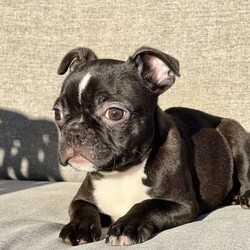 Boston Terrier x French Bulldog Puppy For Sale Sydney/Boston Terrier//Older Than Six Months,Frenchton - French Bulldog x Boston Terrier - Petite Pocket Frenchie - Toy Bulldog - Boschie PuppyDNA tested for over 100 different traits and diseases - negative for every testable disease possible, via the Orivet panel.- DNA Tested, Physical Veterinary Examination and Assessment, Heart & Patella Checks & Clearances -This bloodline has been within our family for over 20 years, with a number of generations from this lineage still within our immediate family.Included is:MicrochipVaccinationWormingFlea TreatmentDesexingHealth ChecksHealth GuaranteeA puppy pack/starter kit is also provided for you to take home.These puppies are available to loving pet homes only.Pricing varies depending the puppy.Ask us for specific details/pricing.