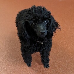 Adopt a dog:Gwennie/Poodle/Female/Young,Gwennie is a 5 ish pound, 18 month old pure toy poodle, shy but affectionate.She loves attention, dogs, cats and people. She is a prize. Will only be adopted out in the Metropolitan DC area.