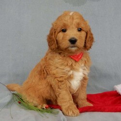Rudolph MEDIUM/Goldendoodle									Puppy/Male	/10 Weeks,Prepare to fall in love!!!  My name is Rudolph and I’m the sweetest little F1  goldendoodle (medium size) looking for my furever home! One look into my warm, loving eyes and at my silky soft coat and I’ll be sure to have captured your heart already! I’m very happy, playful and very kid friendly and I would love to fill your home with all my puppy love!! I am full of personality, and ready for adventures! I stand out way above the rest with my beautiful golden coat !!… I have been vet checked head to tail, microchipped and I am up to date on all vaccinations and dewormings . I come with a 1-year guarantee with the option of extending it to a 3-year guarantee and shipping is available! My mother is our sweet Roxy, a 51# AKC golden retriever with a heart of gold and my father is Benji, our 30# AKC moyen poodle with a very sweet and kid friendly personality! I will grow to approx. 40# and I will be hypoallergenic and nonshedding! !!… Why wait when you know I’m the one for you? Call or text Martha to make me the newest addition to your family and get ready to spend a lifetime of tail wagging fun with me! (7% sales tax on in home pickups) 