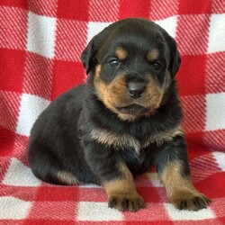 Hank/Rottweiler									Puppy/Male	/5 Weeks,A beautiful, purebred Rottweiler puppy just waiting for his new family. I have champion bloodlines, large build, with a blocky head. Will make a great friend and companion. I am well socialized and love children You will absolutely fall in love with me. My tail is docked and dewclaws removed. I’m up to date on vaccines and deworming. For full AKC registration there is an additional fee. We offer shipping or local pickup. 