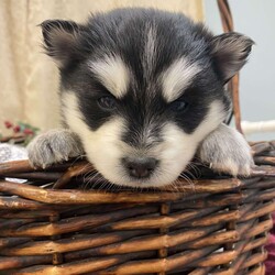 Artica/Pomsky									Puppy/Female	/5 Weeks,To contact the breeder about this puppy, click on the “View Breeder Info” tab above.