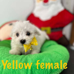 Adopt a dog:ONLY ONE MALE LEFT!! Bichon Frise pure bred, pup ready for home today/Bichon Frise/Both/Younger Than Six Months,These beautiful pure bred Bichon Frise puppies are available from this weekend or can be held till prior to Christmas.2 males still currently availablePeach Female (SOLD)Yellow Female (SOLD)Teal MaleGreen male (SOLD)Our pups are well cared for to give them the best start to life, this includes worming every 2 weeks from birth, vaccinations, vet checks and microchipping. They also come with a puppy pack to get you started.Our fur babies are raised in our home with us, not raised outdoors or in kennels and this shows in their temperament, they are very intelligent and have a beautiful nature as their parents have.We put a lot of love and attention into them to make sure they adjust well with their new owners and grow to be happy adults.Puppies have started toilet training.We are more than welcome for you to view/visit for yourself. If you are not able to do this then we can FaceTime or Skype.I am happy to arrange viewings at a mutually agreed time. Please contact me to discuss.If you are interested then please feel free message me.RPBA 772 Full Audited member