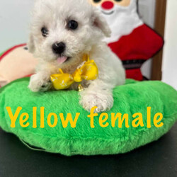 Adopt a dog:ONLY ONE MALE LEFT!! Bichon Frise pure bred, pup ready for home today/Bichon Frise/Both/Younger Than Six Months,These beautiful pure bred Bichon Frise puppies are available from this weekend or can be held till prior to Christmas.2 males still currently availablePeach Female (SOLD)Yellow Female (SOLD)Teal MaleGreen male (SOLD)Our pups are well cared for to give them the best start to life, this includes worming every 2 weeks from birth, vaccinations, vet checks and microchipping. They also come with a puppy pack to get you started.Our fur babies are raised in our home with us, not raised outdoors or in kennels and this shows in their temperament, they are very intelligent and have a beautiful nature as their parents have.We put a lot of love and attention into them to make sure they adjust well with their new owners and grow to be happy adults.Puppies have started toilet training.We are more than welcome for you to view/visit for yourself. If you are not able to do this then we can FaceTime or Skype.I am happy to arrange viewings at a mutually agreed time. Please contact me to discuss.If you are interested then please feel free message me.RPBA 772 Full Audited member