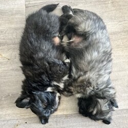 Shih Tzu ready now/Shih Tzu/Both/Younger Than Six Months,Litter of 5 - 3 left Shih Tzu Puppies ready nowBORN: 5TH NOVEMBER 2023 - READY FOR THEIR FOREVER HOMESBoy TricolourBoy Black and white1 GIRL Black white chestPUPPYS ARE VACCINATED AND CHIPPED AND VET CHECKEDGorgeous little chatacters. Perfect family pet! 