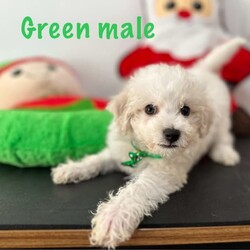 Adopt a dog:ONLY ONE MALE LEFT!! Bichon Frise pure bred, pup ready for home today/Bichon Frise/Both/Younger Than Six Months,These beautiful pure bred Bichon Frise puppies are available from this weekend or can be held till prior to Christmas.2 males still currently availablePeach Female (SOLD)Yellow Female (SOLD)Teal MaleGreen male (SOLD)Our pups are well cared for to give them the best start to life, this includes worming every 2 weeks from birth, vaccinations, vet checks and microchipping. They also come with a puppy pack to get you started.Our fur babies are raised in our home with us, not raised outdoors or in kennels and this shows in their temperament, they are very intelligent and have a beautiful nature as their parents have.We put a lot of love and attention into them to make sure they adjust well with their new owners and grow to be happy adults.Puppies have started toilet training.We are more than welcome for you to view/visit for yourself. If you are not able to do this then we can FaceTime or Skype.I am happy to arrange viewings at a mutually agreed time. Please contact me to discuss.If you are interested then please feel free message me.RPBA 772 Full Audited member