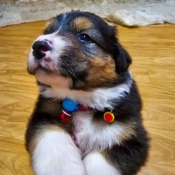Australian Shepherd Pups for Sale/Australian Shepherd Dog/Female/Younger Than Six Months,*UPDATE 14/12/23 - Puppies are ready for visits. Bookings are essential and filling fast. A few spots are left for the upcoming weekend. Must have done the screening first.Introducing Sandcastle Aussies' Spectacular Litter of Purebred Australian Shepherds!Meet Our Lovable Aussie Pups•	Date of Birth: November 12th 2023•	Rehome From: January 7th 2024•	Blue Merle’s (Males only) and Black Tris (Both Male and Females)•	Breeder Registration: Sandcastles Aussies, BIN# B001082567, RPBA No#11549Family Companions•	Highly sociable, raised around children and other animals•	Parents boast strong family lines with farm experienceHealth & Wellness•	Regular vet checks for both Pup’s and Parents•	Wormed, Vaccinated, Microchipped, and Vet health checked•	Parents DNA tested shared if requestedWe include•	A small puppy packs for their new homes.•	6 Weeks Pet Insurance (activation & acceptance of T&C's required).•	Updates and photos documenting their early journey.Pricing & Varieties•	We charge more for Merles and Females•	Vaccinated and health checked before leaving.•	Desexing: Please discuss, as it depends on the pup's welfare, age, and development.Home Visits•	Bookings essential for required visits•	For interstate buyers, F2F meetings via Facetime or Zoom are required.Interstate Transport•	Door-to-door transport organised at buyer's expense.Verification•	Check us out on the RPBA website.•	Mother microchip: 93400090262488Application Process•	Applications filling fast! (We have a 5 Step Approval Process)•	Initial Contact and Screening:1a. Prospective owners are required to send a brief email to san******@******com, introducing themselves and explaining their interest in adopting a new family member. REVEAL_DETAILS 1b. The email should include your contact number and a preferred time for a follow-up phone or video call. Please provide information to your comfort level without disclosing sensitive personal details.1b. Additionally, we require a non-family personal reference, along with the name and contact details of your intended veterinarian.Discover the Heart and Soul of Sandcastles AussiesAt Sandcastle Aussies, our puppies are more than just pets; they are an integral part of our large, loving family. Nestled in the warmth of our family home, surrounded by children's laughter and the companionship of other pets, our Australian Shepherd puppies grow in an environment filled with love, care, and social interaction.From their first breath, these puppies are raised inside our home, ensuring they are well-adjusted, sociable, and familiar with the daily rhythms of family life. This early exposure to a diverse range of experiences shapes them into well-rounded, confident, and affectionate companions, ready to seamlessly integrate into their new homes.Our commitment to the well-being and proper placement of each puppy extends far beyond our doorstep. With the last litter, we have proudly placed our puppies all over Australia – 2 in Western Australia, 2 in South Australia, 2 in Victoria, 1 in Queensland, and 3 in New South Wales. Each of these puppies has become a cherished member of their new families, and their owners can attest to the meticulous care, effort, and love we invest in every stage of our puppies' development and training.The families of our past litters stand as a testament to our honesty, care, and unwavering commitment to ensuring that every puppy only goes to a loving, nurturing environment. Their experiences with our puppies are a true reflection of our dedication as responsible breeders.At Sandcastle Aussies, we pride ourselves on being far more than just breeders; we are guardians of a family legacy that spans over 60 years. Our extensive history in breeding is a clear statement of our passion and commitment. We are not 'backyard breeders'; we are custodians of a rich heritage, dedicated to the health, well-being, and happiness of every Australian Shepherd that comes from our home.