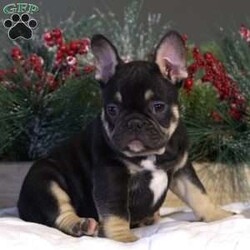 Eli/French Bulldog									Puppy/Male	/10 Weeks,Eli had thoes stricking looks that will turn heads everywhere. He is out going and brave, and interested in everything around him. He loves to play with his siblings, but will drop everything to snuggle. He can’t wait to be your best friend and just hang out with you.