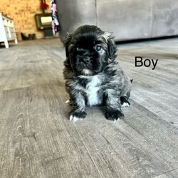 Shih Tzu ready now/Shih Tzu/Both/Younger Than Six Months,Litter of 5 - 3 left Shih Tzu Puppies ready nowBORN: 5TH NOVEMBER 2023 - READY FOR THEIR FOREVER HOMESBoy TricolourBoy Black and white1 GIRL Black white chestPUPPYS ARE VACCINATED AND CHIPPED AND VET CHECKEDGorgeous little chatacters. Perfect family pet! 