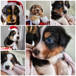 Australian Shepherd Pups for Sale/Australian Shepherd Dog/Female/Younger Than Six Months,*UPDATE 14/12/23 - Puppies are ready for visits. Bookings are essential and filling fast. A few spots are left for the upcoming weekend. Must have done the screening first.Introducing Sandcastle Aussies' Spectacular Litter of Purebred Australian Shepherds!Meet Our Lovable Aussie Pups•	Date of Birth: November 12th 2023•	Rehome From: January 7th 2024•	Blue Merle’s (Males only) and Black Tris (Both Male and Females)•	Breeder Registration: Sandcastles Aussies, BIN# B001082567, RPBA No#11549Family Companions•	Highly sociable, raised around children and other animals•	Parents boast strong family lines with farm experienceHealth & Wellness•	Regular vet checks for both Pup’s and Parents•	Wormed, Vaccinated, Microchipped, and Vet health checked•	Parents DNA tested shared if requestedWe include•	A small puppy packs for their new homes.•	6 Weeks Pet Insurance (activation & acceptance of T&C's required).•	Updates and photos documenting their early journey.Pricing & Varieties•	We charge more for Merles and Females•	Vaccinated and health checked before leaving.•	Desexing: Please discuss, as it depends on the pup's welfare, age, and development.Home Visits•	Bookings essential for required visits•	For interstate buyers, F2F meetings via Facetime or Zoom are required.Interstate Transport•	Door-to-door transport organised at buyer's expense.Verification•	Check us out on the RPBA website.•	Mother microchip: 93400090262488Application Process•	Applications filling fast! (We have a 5 Step Approval Process)•	Initial Contact and Screening:1a. Prospective owners are required to send a brief email to san******@******com, introducing themselves and explaining their interest in adopting a new family member. REVEAL_DETAILS 1b. The email should include your contact number and a preferred time for a follow-up phone or video call. Please provide information to your comfort level without disclosing sensitive personal details.1b. Additionally, we require a non-family personal reference, along with the name and contact details of your intended veterinarian.Discover the Heart and Soul of Sandcastles AussiesAt Sandcastle Aussies, our puppies are more than just pets; they are an integral part of our large, loving family. Nestled in the warmth of our family home, surrounded by children's laughter and the companionship of other pets, our Australian Shepherd puppies grow in an environment filled with love, care, and social interaction.From their first breath, these puppies are raised inside our home, ensuring they are well-adjusted, sociable, and familiar with the daily rhythms of family life. This early exposure to a diverse range of experiences shapes them into well-rounded, confident, and affectionate companions, ready to seamlessly integrate into their new homes.Our commitment to the well-being and proper placement of each puppy extends far beyond our doorstep. With the last litter, we have proudly placed our puppies all over Australia – 2 in Western Australia, 2 in South Australia, 2 in Victoria, 1 in Queensland, and 3 in New South Wales. Each of these puppies has become a cherished member of their new families, and their owners can attest to the meticulous care, effort, and love we invest in every stage of our puppies' development and training.The families of our past litters stand as a testament to our honesty, care, and unwavering commitment to ensuring that every puppy only goes to a loving, nurturing environment. Their experiences with our puppies are a true reflection of our dedication as responsible breeders.At Sandcastle Aussies, we pride ourselves on being far more than just breeders; we are guardians of a family legacy that spans over 60 years. Our extensive history in breeding is a clear statement of our passion and commitment. We are not 'backyard breeders'; we are custodians of a rich heritage, dedicated to the health, well-being, and happiness of every Australian Shepherd that comes from our home.