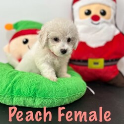 Adopt a dog:ONLY ONE MALE LEFT!! Bichon Frise pure bred, pup ready for home today/Bichon Frise/Both/Younger Than Six Months,These beautiful pure bred Bichon Frise puppies are available from this weekend or can be held till prior to Christmas.2 males still currently availablePeach Female (SOLD)Yellow Female (SOLD)Teal MaleGreen male (SOLD)Our pups are well cared for to give them the best start to life, this includes worming every 2 weeks from birth, vaccinations, vet checks and microchipping. They also come with a puppy pack to get you started.Our fur babies are raised in our home with us, not raised outdoors or in kennels and this shows in their temperament, they are very intelligent and have a beautiful nature as their parents have.We put a lot of love and attention into them to make sure they adjust well with their new owners and grow to be happy adults.Puppies have started toilet training.We are more than welcome for you to view/visit for yourself. If you are not able to do this then we can FaceTime or Skype.I am happy to arrange viewings at a mutually agreed time. Please contact me to discuss.If you are interested then please feel free message me.RPBA 772 Full Audited member