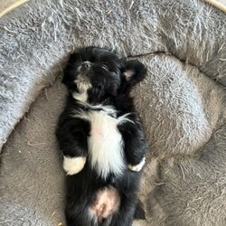 Shih Tzu ready now/Shih Tzu/Both/Younger Than Six Months,Litter of 5 - 3 left Shih Tzu Puppies ready nowBORN: 5TH NOVEMBER 2023 - READY FOR THEIR FOREVER HOMESBoy TricolourBoy Black and white1 GIRL Black white chestPUPPYS ARE VACCINATED AND CHIPPED AND VET CHECKEDGorgeous little chatacters. Perfect family pet! 