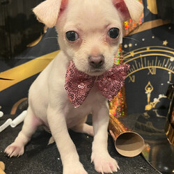 Adopt a dog:Genesis/Chihuahua/Female/Baby,Happy New Year!!! My New Year Goal  is to have my own family!!! My name is Genesis  and my siblings and I are 8 week old  chi, cocker, Yorkie and Maltese mixes!! A few of us left before getting posted but there was 7 0f us! We are the 2nd accidental litter that came to this rescue. My old family has finally agreed to fix all their fur family members!! We are 8 weeks old and ready to go!! We are cuddly, sweet , playful, potty pad trained and looking for our 2024 miracle with our FurEVER homes!!! 
DNA from sister in 1st litter featured in pics! Sis is 8lbs 

Please text or call for application ir more info!
? Hope