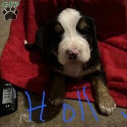 Holly/Bernese Mountain Dog									Puppy/Female	/6 Weeks,Meet our beautiful Berner girl! Summer is exceedingly cuddly, exceptionally playful, and the most adorable baby. Her even personality, beautiful confirmation, and perfect markings are unmatched. She is the image of Bernese Mountain Dog perfection. Her coat is thick and luscious and yes, it does feel as soft as it looks. If you love hours of belly rubs and endless ear scratches this may be a good fit:) Our puppies are loved on from day one, resulting in confident dogs ready to take on the world by your side. Our kids love puppy playtime and they are expertly socialized.