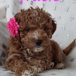 Gracie/Miniature Poodle									Puppy/Female	/7 Weeks,Meet sweet lil cuddly Gracie!! Family raised with tender loving care and is well socialized with children and adults Caring heart and sweetness made for a special friend who will always be there comforting you with lots of love!! We have 3 children so our fur-babies get lots of attention!! If you would like to schedule a visit contact me Susan and will arrange a visit! You would get along vet certificate, microchip numbers, health records, warranty thats good for up to 1 year and a lil baggy food! 